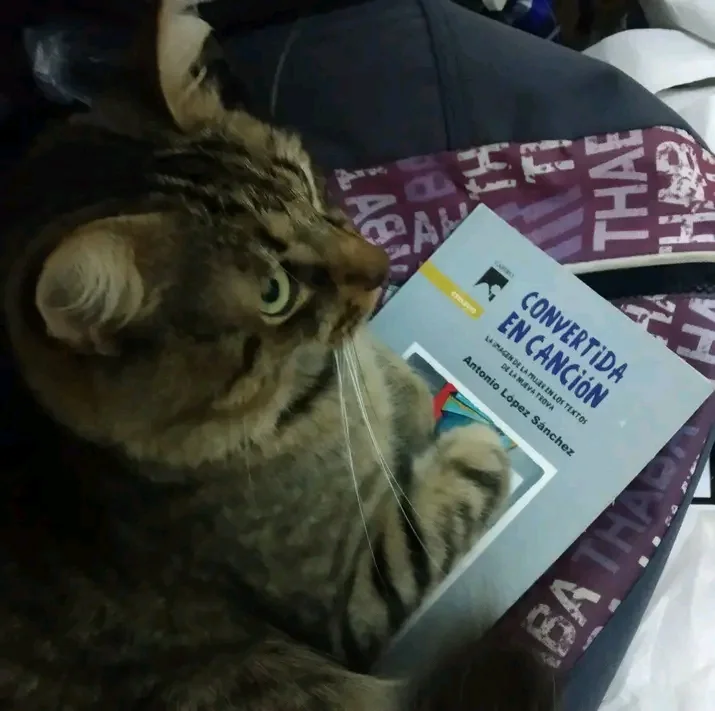 Un gato atigrado apoyado sobre un ejemplar de Convertida en canción
