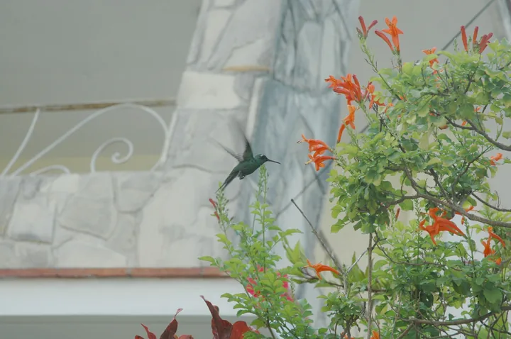 Un colibri en vol s'approche des fleurs orangées d'un arbuste, près de la rambarde d'un balcon