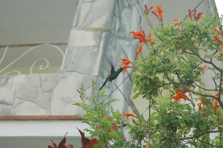Le colibri suspendu parmi les fleurs orangées, la rambarde blanche du balcon derrière