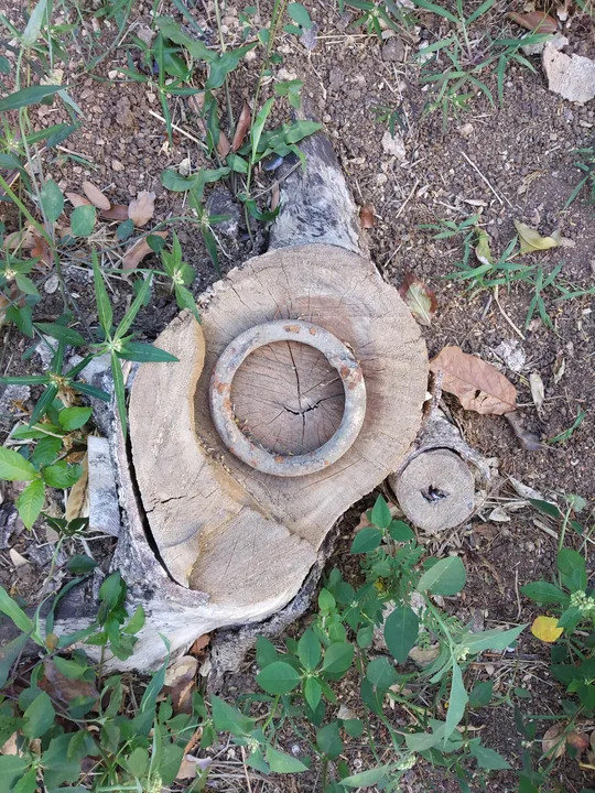 El corte de un tronco a ras de tierra, con un anillo de madera levantado sobre los cercos del centro, entre la hierba