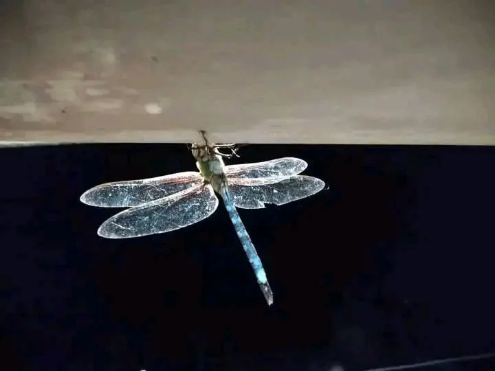 A dragonfly with transparent wings resting against a dark background