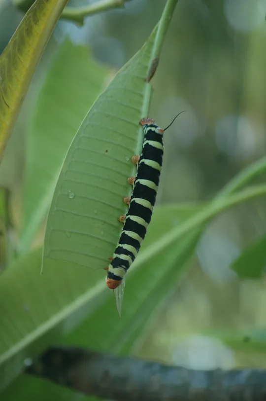 Une chenille aux anneaux noirs et jaunes parcourant la nervure d'une feuille verte