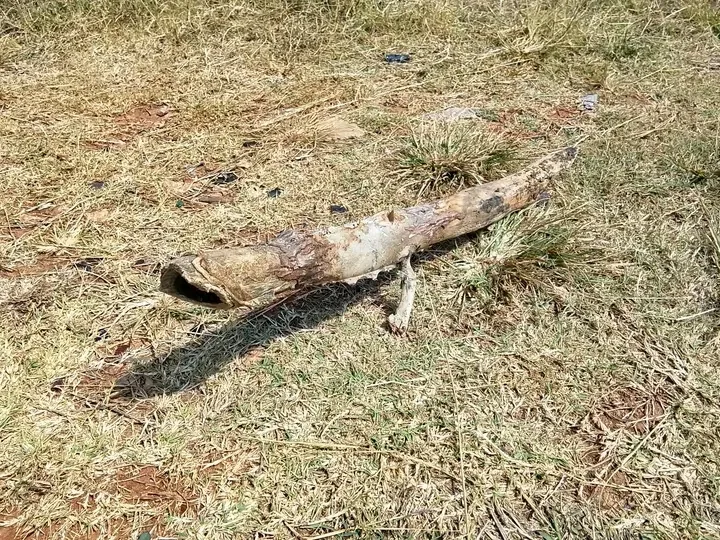 A dried-up lizard lying on the grass