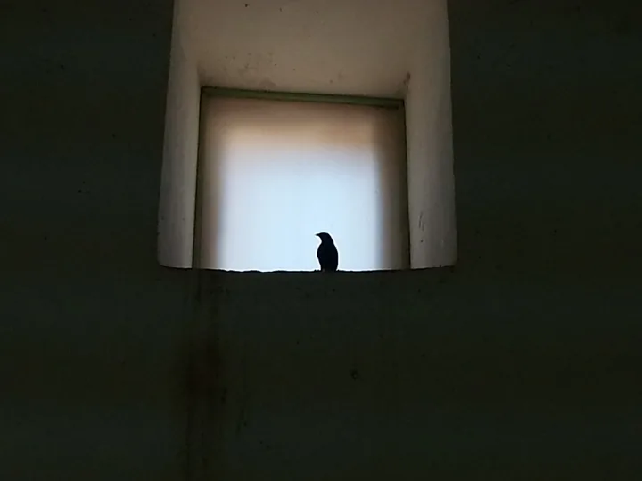 Un petit oiseau en contre-jour dans l'ouverture d'une lucarne percée dans un mur sombre