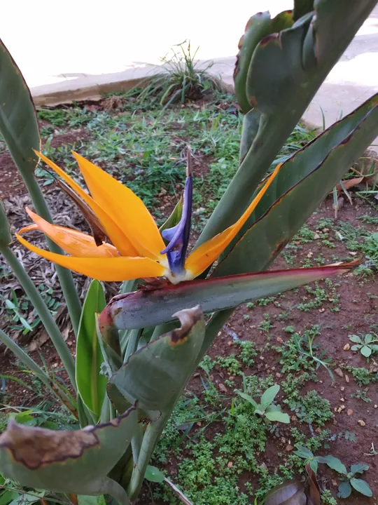 Una flor de ave del paraíso, naranja y azul, abierta entre las hojas de la mata