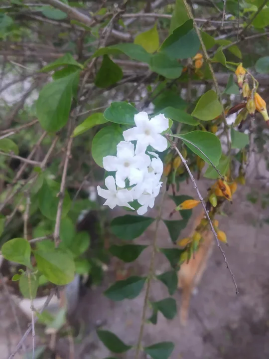 Un racimo de flores blancas abierto entre las hojas de un arbusto, con las ramas secas detrás