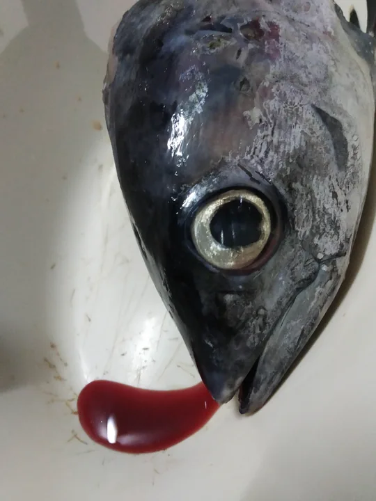 La cabeza de un pez sobre el fondo blanco de un fregadero, con una mancha de sangre roja junto a la boca