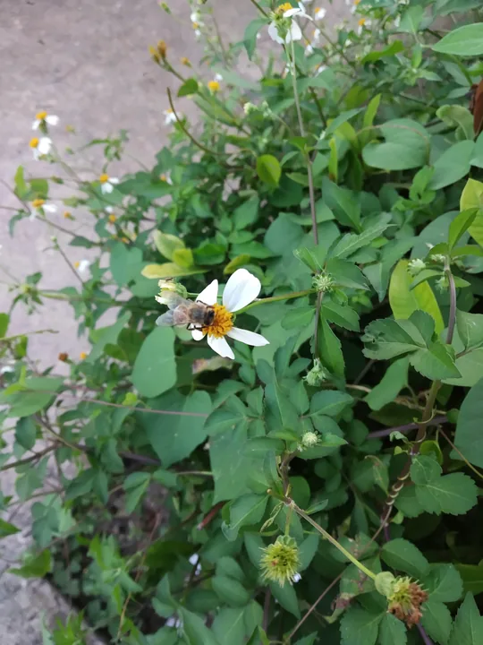 Una abeja posada en la flor blanca de un romerillo, entre la maleza