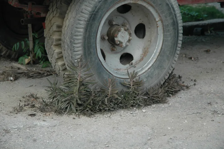 La roue d'un camion à l'arrêt sur la terre nue, avec des herbes folles autour